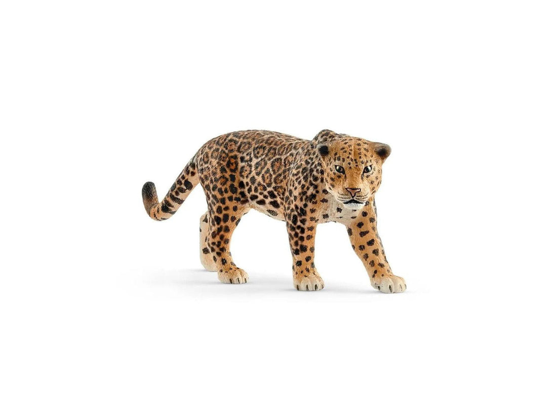 Safari - Jaguar