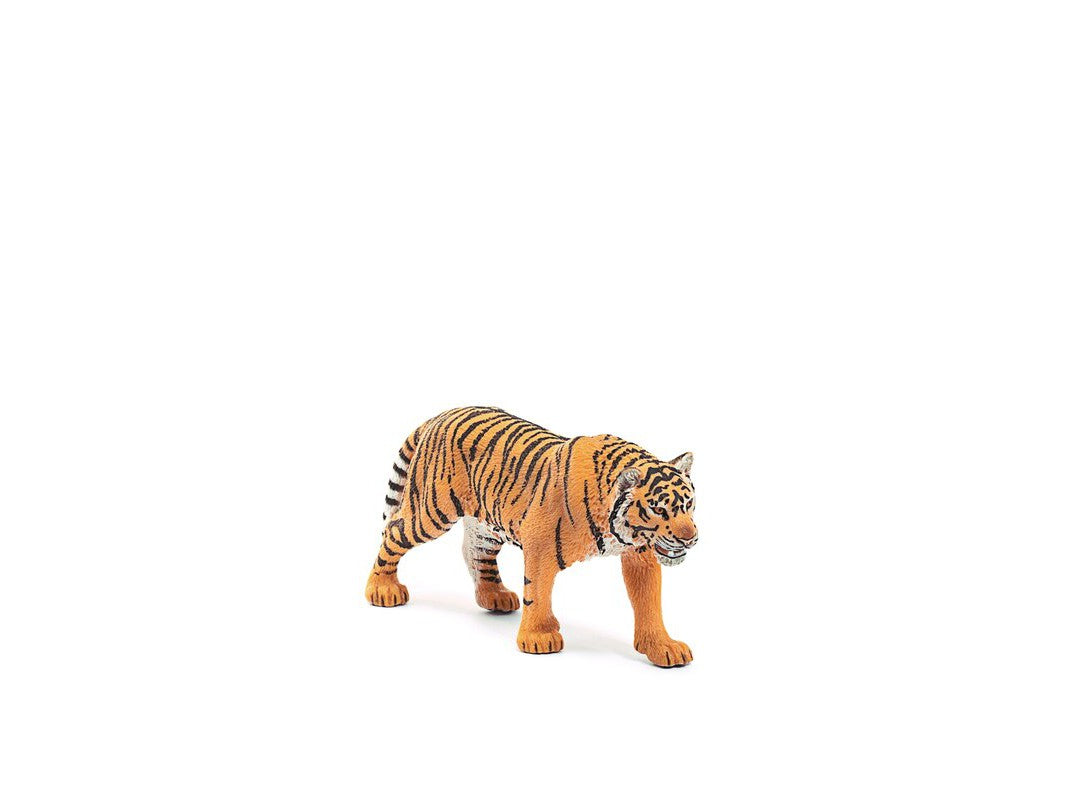 Safari - Tiger