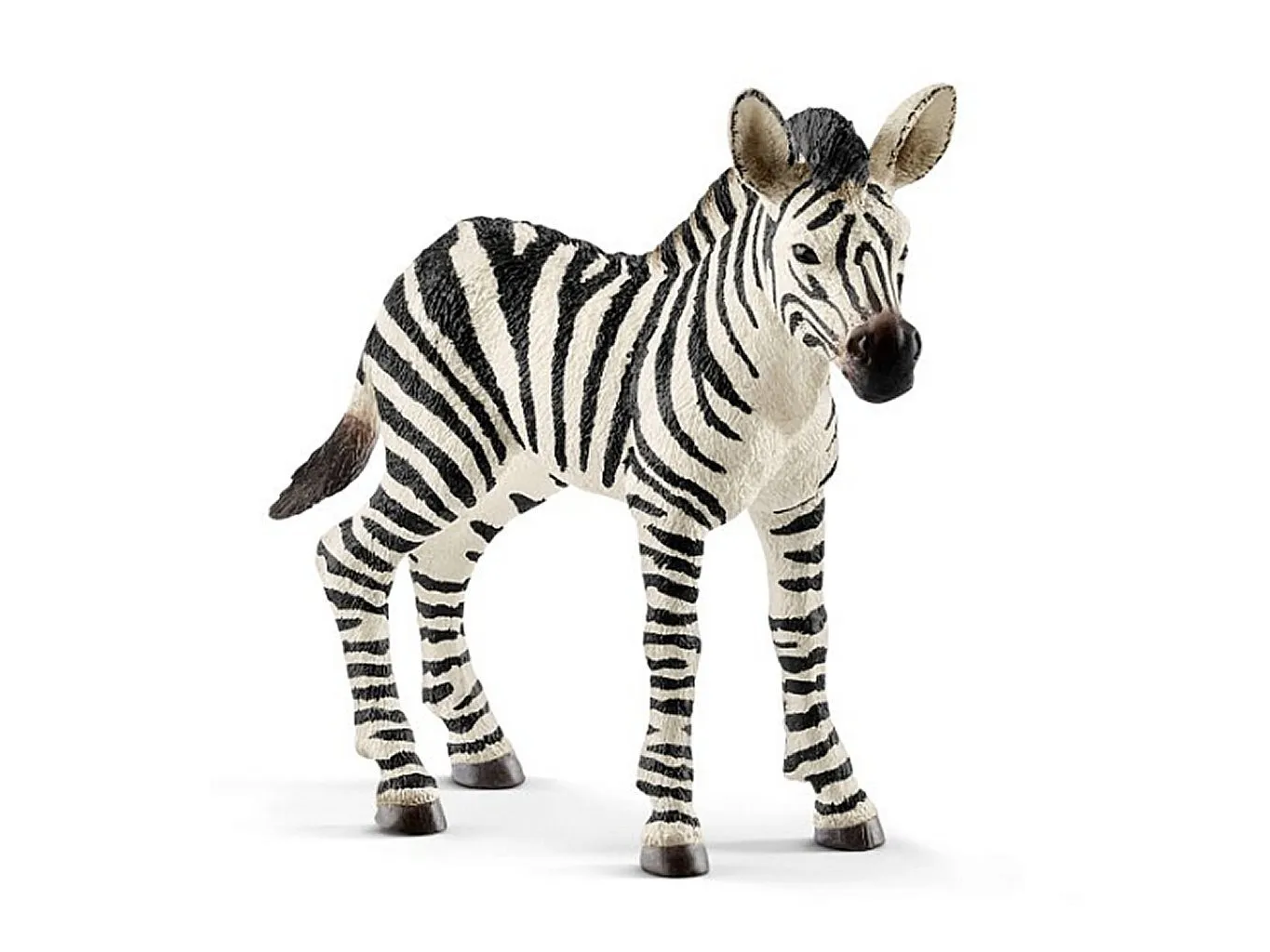 Safari - Zebra Fohlen