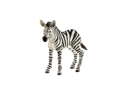 Safari - Zebra Fohlen