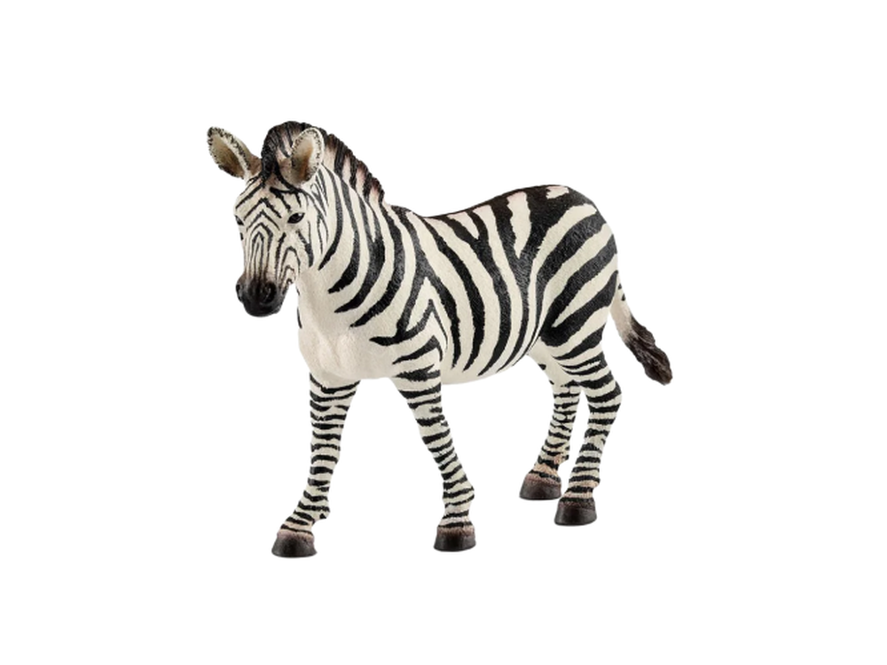 Safari - Zebra Stute