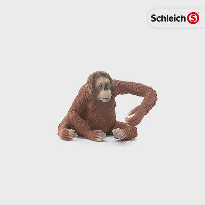 Orang-Utan Weibchen